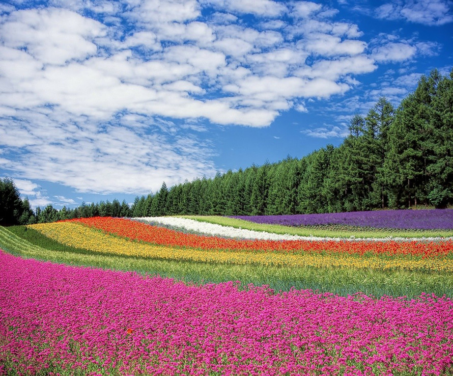 flower-field-g6b6460c77_1280.jpg